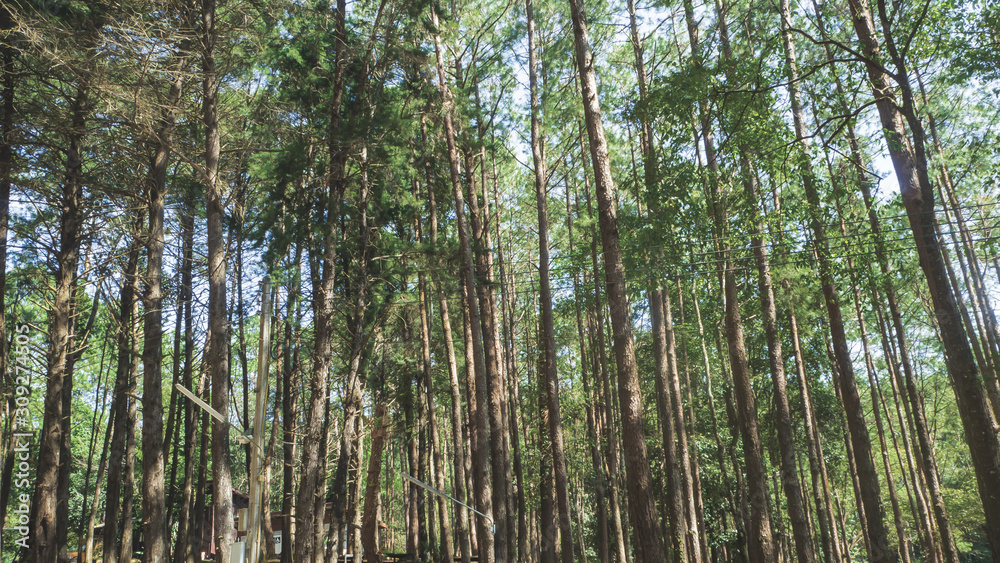 pine forest in Doi Inthanon National Park , Thailand pine forest in Doi Inthanon National Park , Thailand