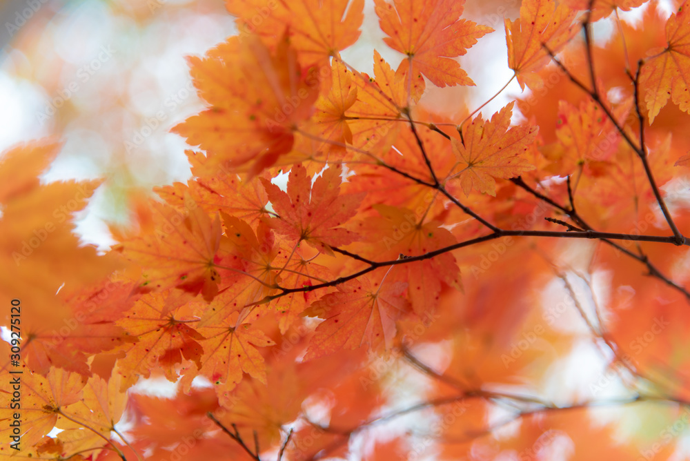 Autumn color leaves season closed up in orange and red color