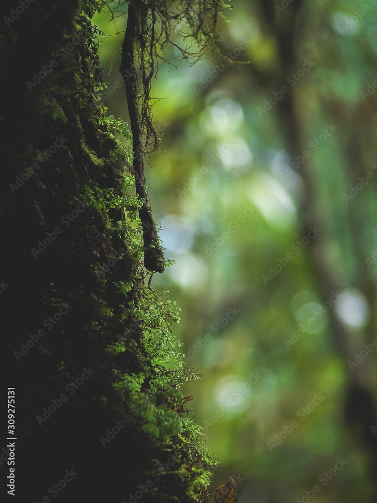Fototapeta premium Closeup Various plants in Rainforest