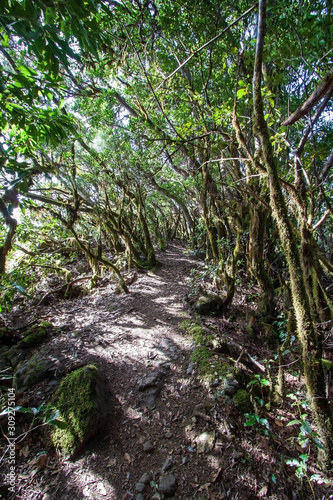 Parco nazionale Garajonay - La Gomera © Ivan Floriani