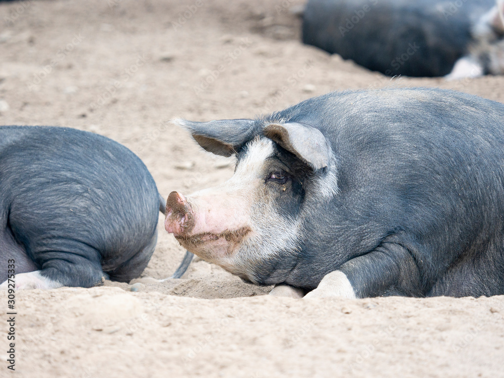 portrait of a dark-haired sleepy big sow meat and cold cuts portrait of a dark-haired sleepy big sow meat and cold cuts