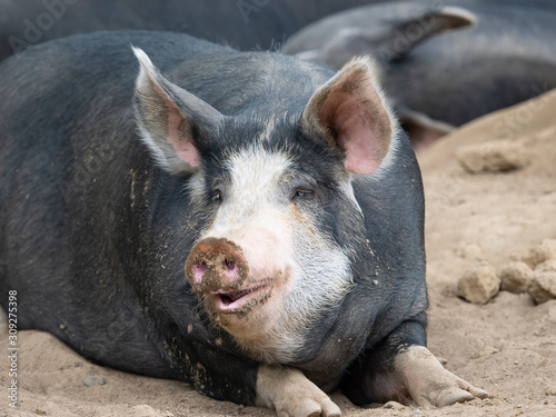 portrait of a cute dark-haired sleepy  pig photo