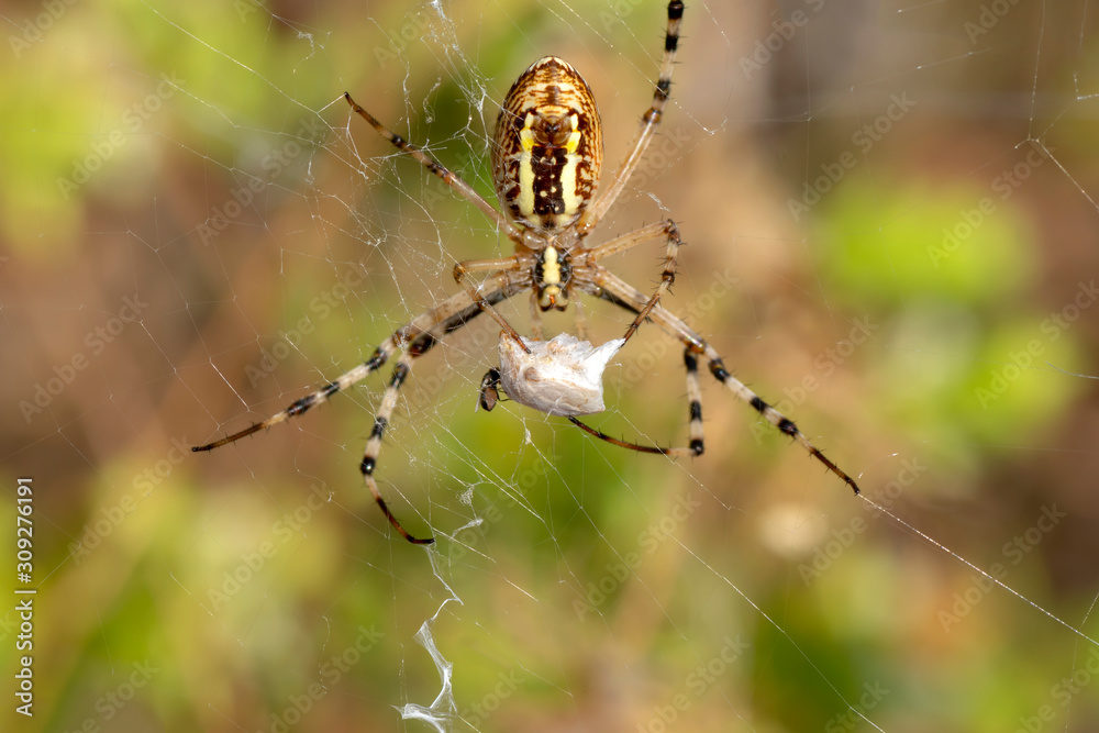 Beautiful spider feasting on Grasshopper. Macro photo. Beautiful spider feasting on Grasshopper. Macro photo.