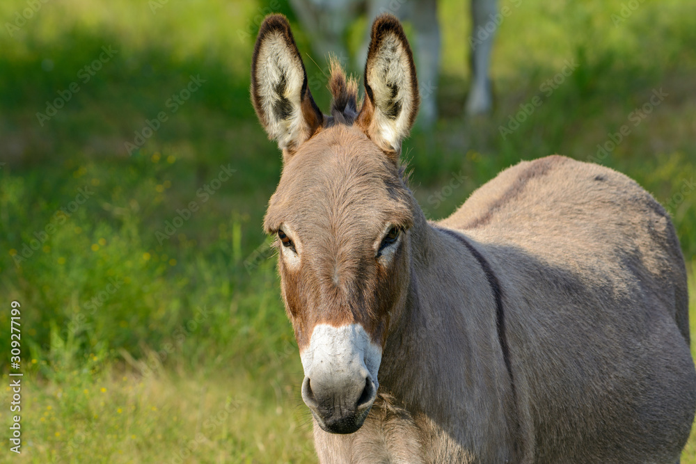  Donkey or ass (Equus africanus asinus)