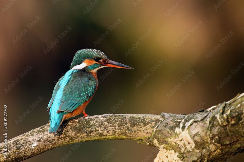 The common kingfisher (Alcedo atthis) also known as the Eurasian kingfisher, and river kingfisher sitting on the branch. The common kingfisher (Alcedo atthis) also known as the Eurasian kingfisher, and river kingfisher sitting on the branch.