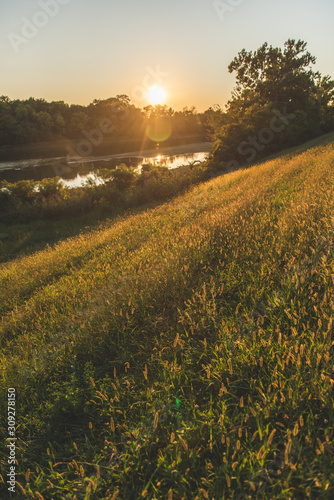 Fototapeta Naklejka Na Ścianę i Meble -  Virginia Wild Rye grows thick on a hill along the White River in Indianapolis
