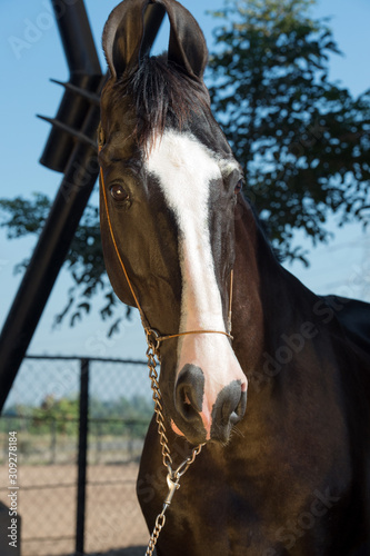 portrait of black Marwari stallion at stable background. Gujarat, India