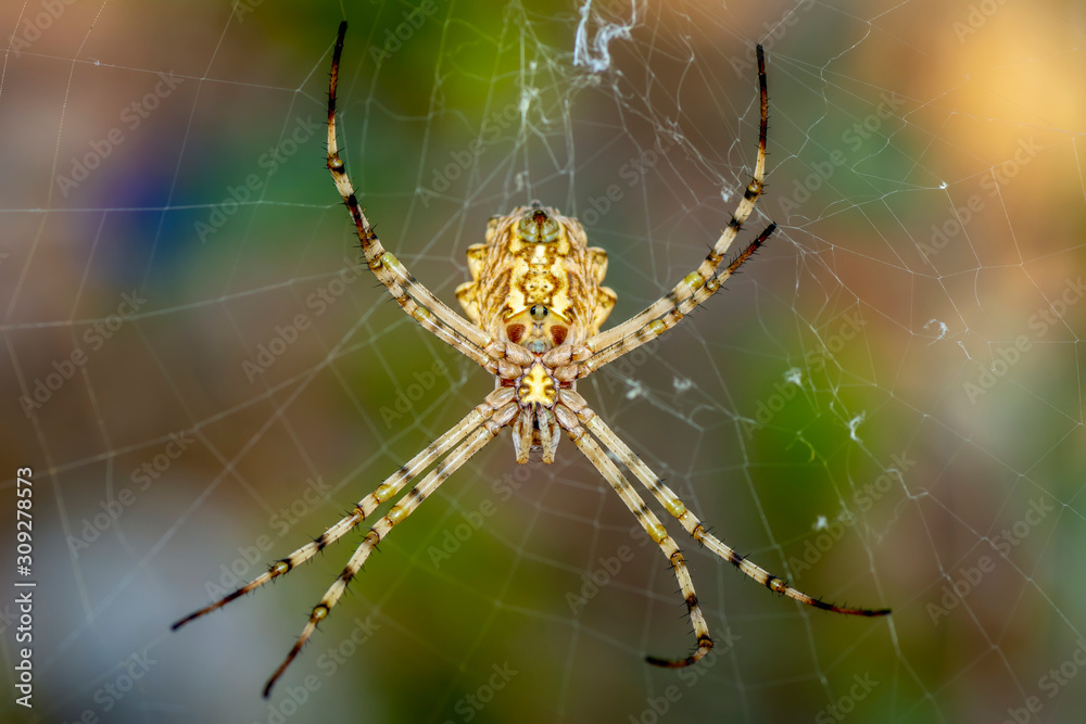 Beautiful spider on a spider web- Stock Image Beautiful spider on a spider web- Stock Image