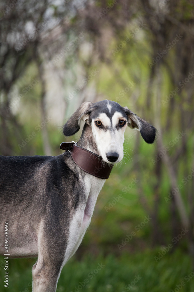 Portrait of a gray dog saluki breed brown collar on a background of nature Portrait of a gray dog saluki breed brown collar on a background of nature
