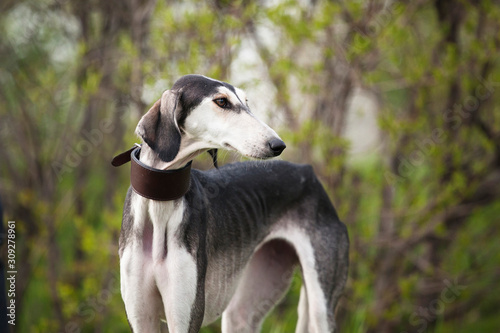 Portrait of a gray dog saluki breed brown collar on a background of nature photo