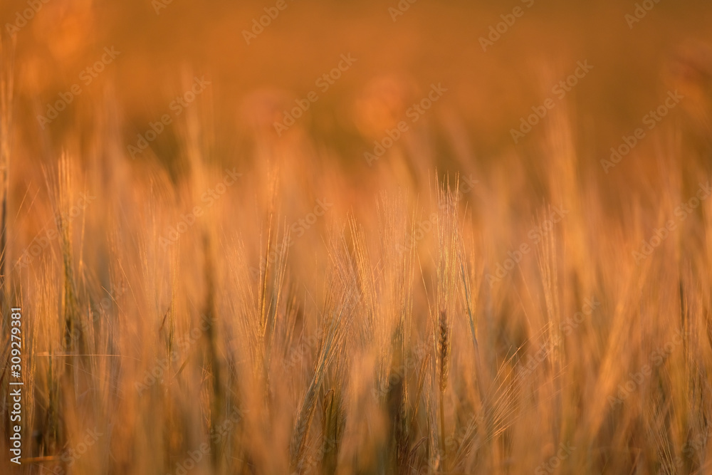 Blurred and defocused winter rye, grass and cereal plant field against sunlight shortly before sunset. Glowing yellow pink golden red purple colour from natural light at dusk background and wallpaper. Blurred and defocused winter rye, grass and cereal plant field against sunlight shortly before sunset. Glowing yellow pink golden red purple colour from natural light at dusk background and wallpaper.