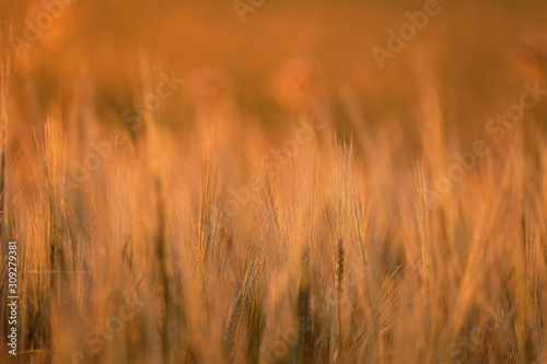 Blurred and defocused winter rye, grass and cereal plant field against sunlight shortly before sunset. Glowing yellow pink golden red purple colour from natural light at dusk background and wallpaper.