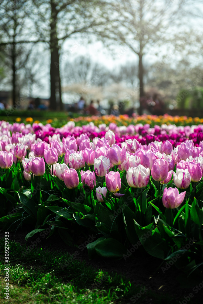 One of the world's largest flower gardens in Lisse, the Netherlands. Close up of blooming flowerbeds of pink tulips