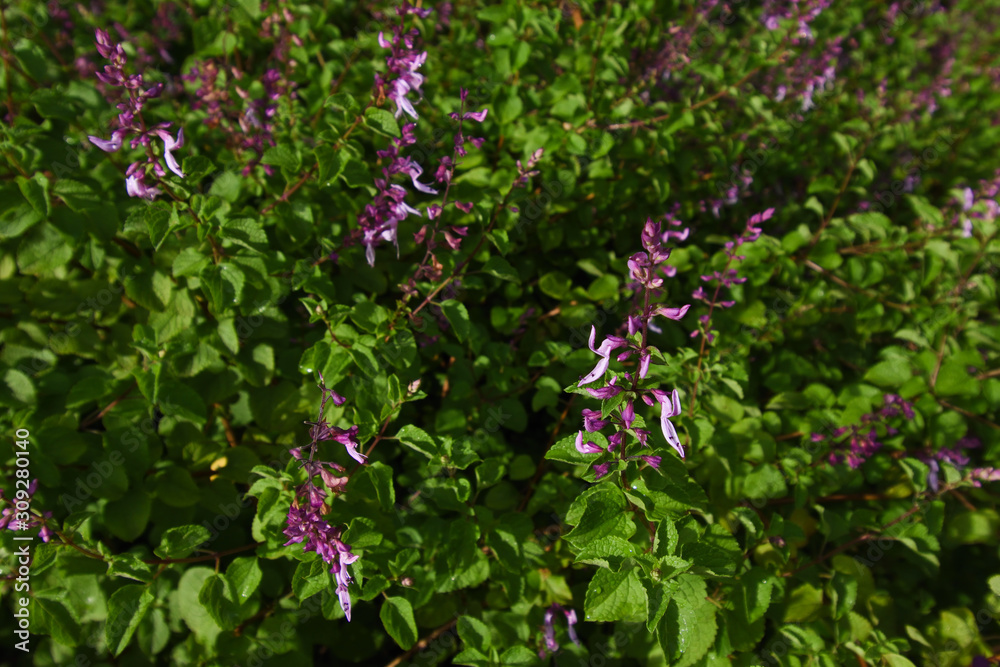 Purple Mint Spur-flower Flowering Plants (Plectranthus sp.), Pretoria, South Africa Purple Mint Spur-flower Flowering Plants (Plectranthus sp.), Pretoria, South Africa