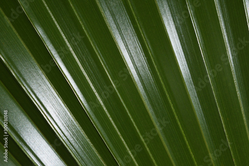Latan Fan Palm Leaf Close-up Frame (Latania lontaroides), Pretoria, South Africa