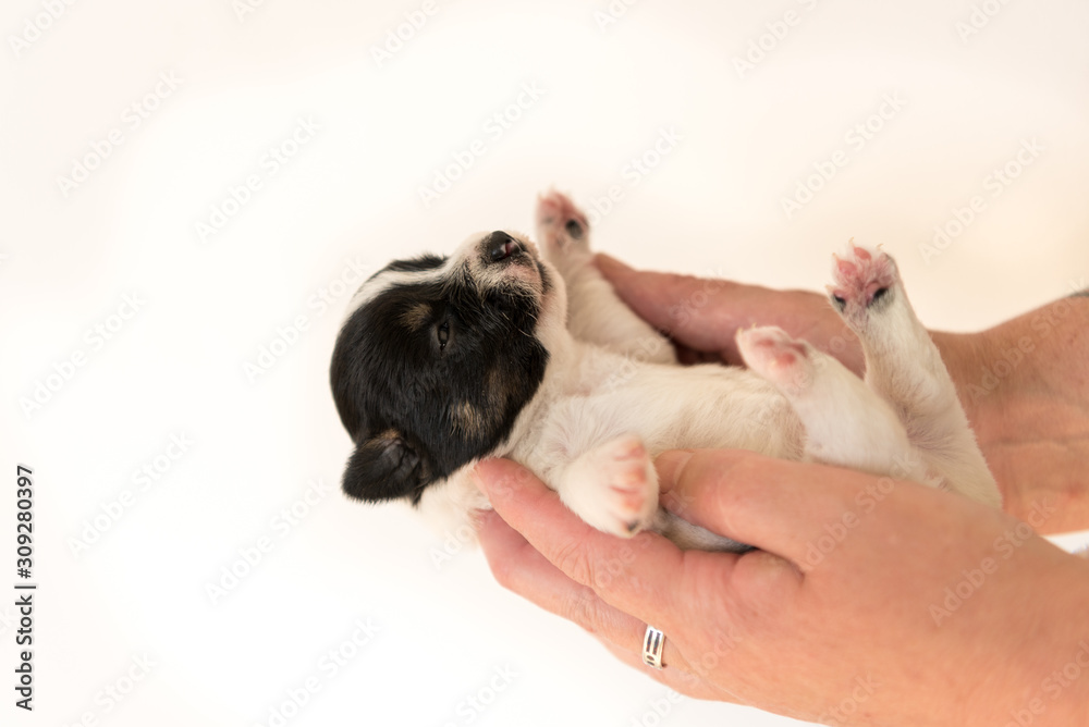 Jack Russell Terrier puppy dog 14 days old. Jack Russell Terrier puppy dog 14 days old.
