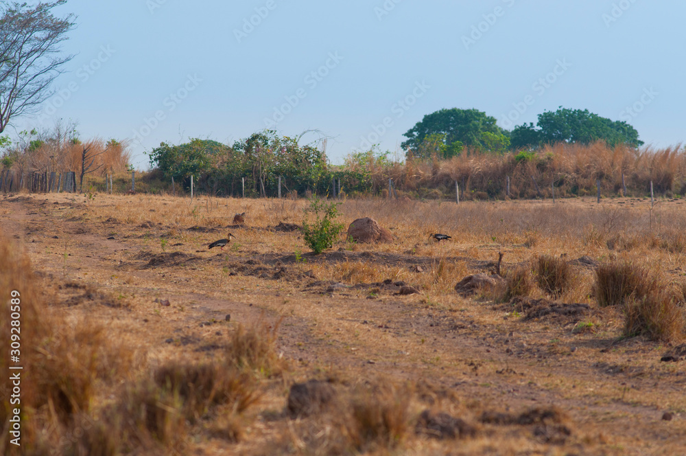 large birds native to the Brazilian Cerrado
