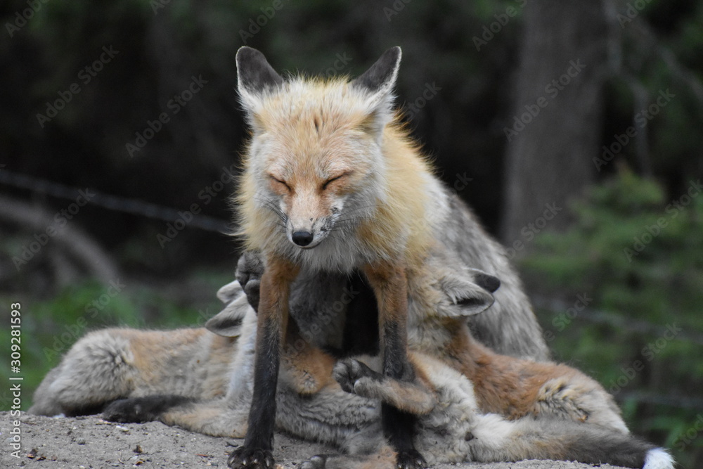 Naklejka premium mom fox with babies
