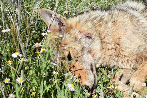 dead coyote photo