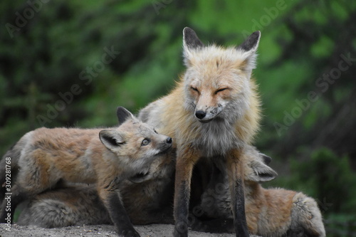 mom fox with babies © Carly