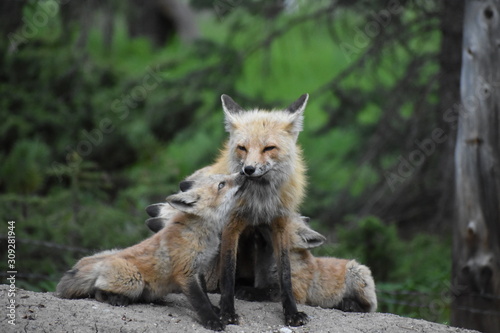 mom fox with babies © Carly