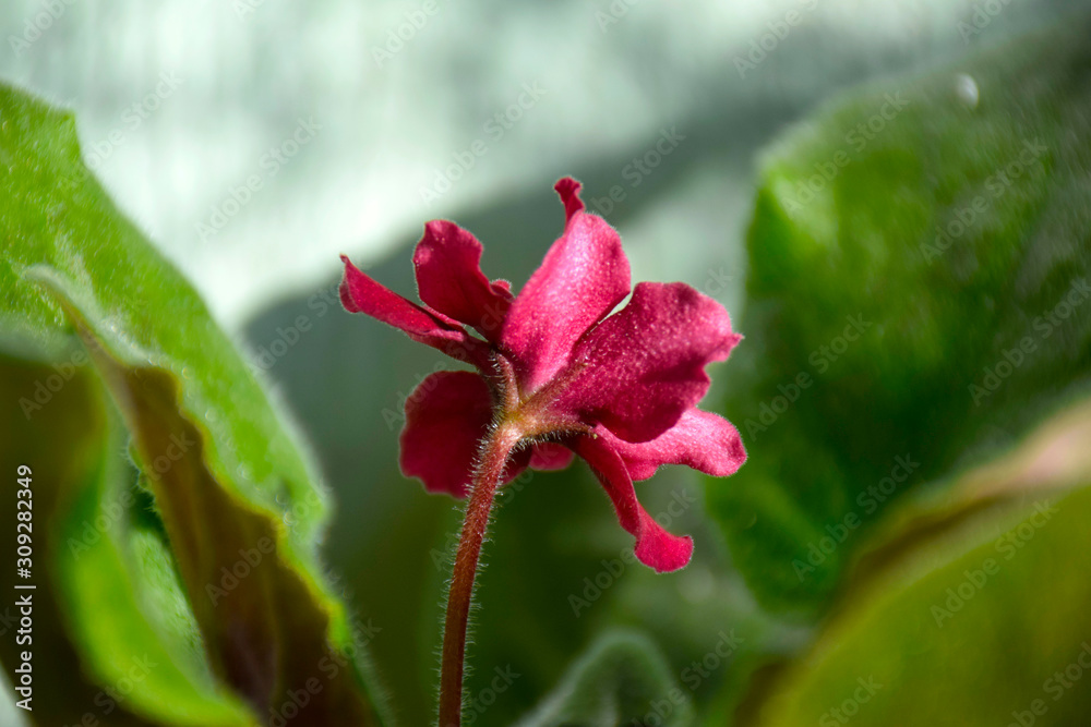 Cozy house. Home flower violet in a pot. Photo of pink terry flowers of violet on a blurred background in bokeh style. Cozy house. Home flower violet in a pot. Photo of pink terry flowers of violet on a blurred background in bokeh style.
