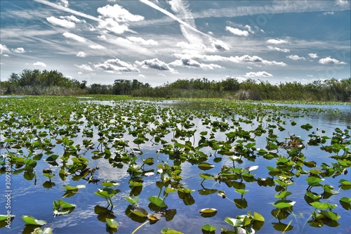 Everglades landscape with lily pads on the foreground, river water on the middle-ground and dense vegetation on the background