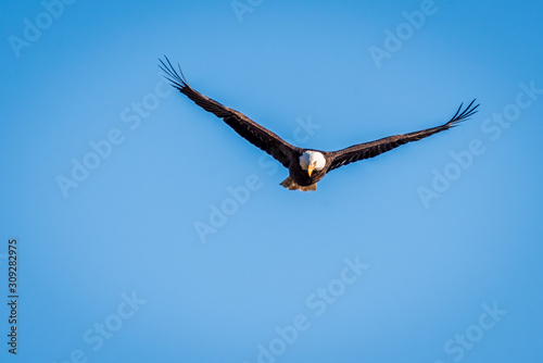 Bald Eagle Hunting For Fish