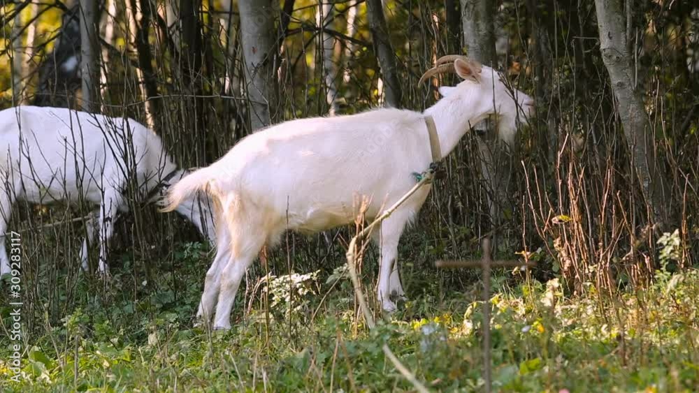 Goat on a leash eating branches Goat on a leash eating branches