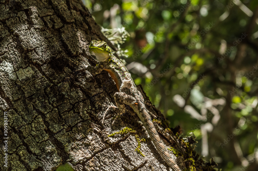 Obraz premium lizard on a tree