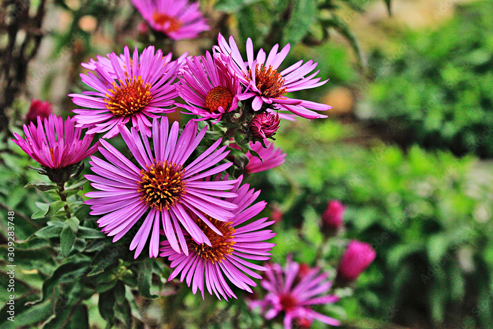 Pink Flowers Pink Flowers