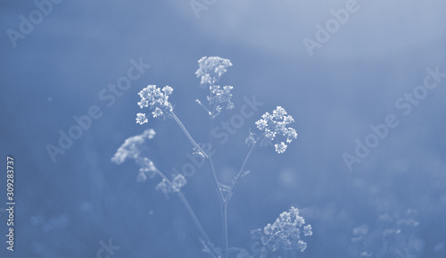 Classic blue background, copy space. Color of the year 2020. Nature floral background. © NataliaArkusha