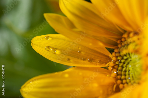 beautiful sunflower plant in the garden
