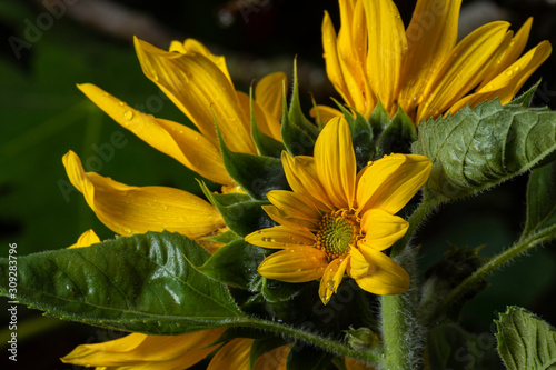beautiful sunflower plant in the garden