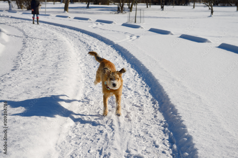 Naklejka premium Young woman walking her dog running ahead off leash in a Park with fresh snow