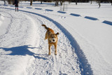 Young woman walking her dog running ahead off leash in a Park with fresh snow