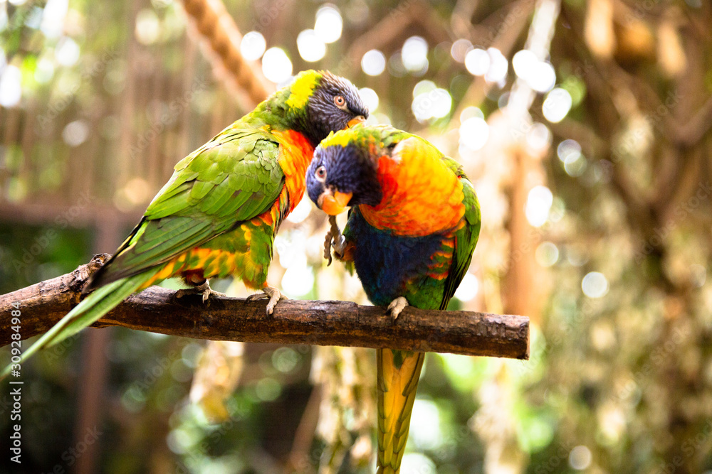 Obraz premium colorful parrot on a branch