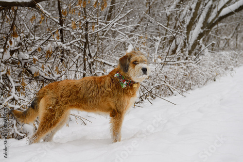 Pet dog standing on a snowy forest path in winter