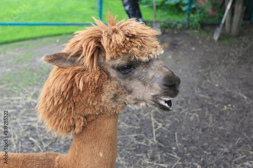 portrait of a beautiful peruvian alpaca