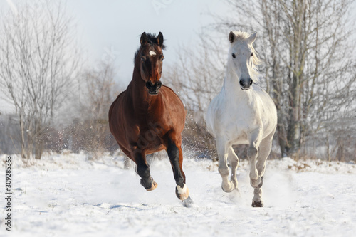 2 Pferde galoppieren im Schnee