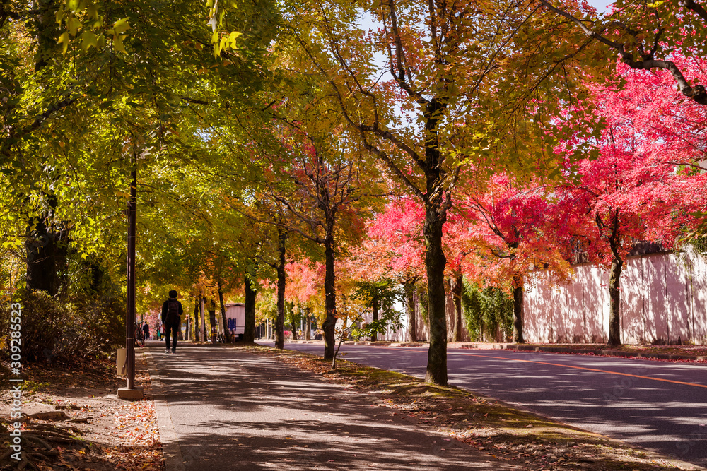 Naklejka premium 大阪吹田・秋の三色彩道