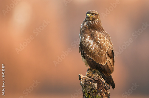 Common buzzard (Buteo buteo) close up