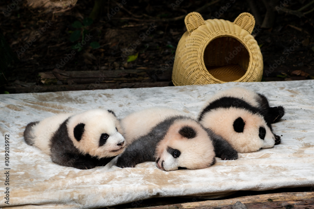 Endangered baby Pandas in Chengdu China Endangered baby Pandas in Chengdu China