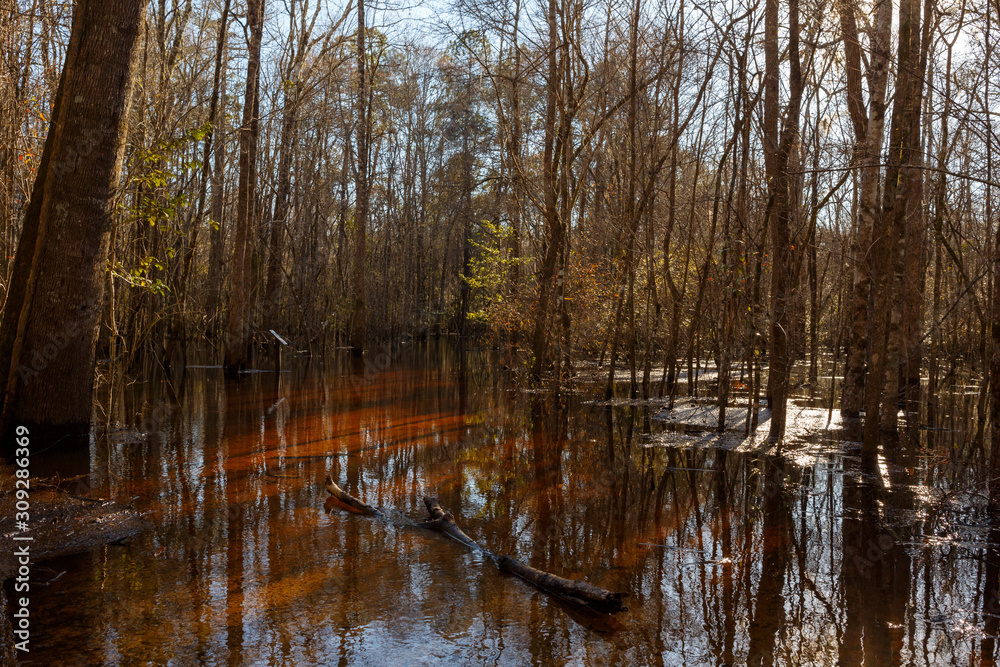 Obraz premium Flooded Forest trees in standing water
