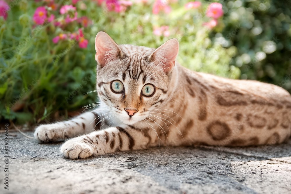 Mink Snow Bengal Cat Outdoor Summer