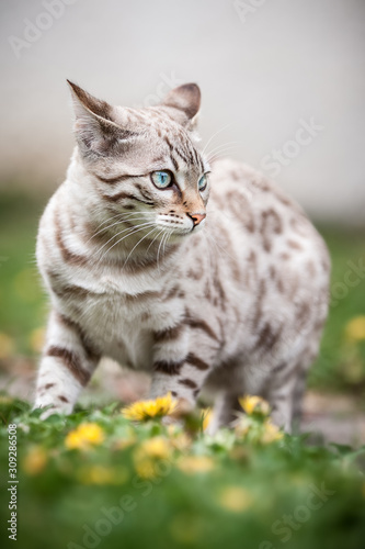 Bengal Cat Outdoor © Andreas Krappweis