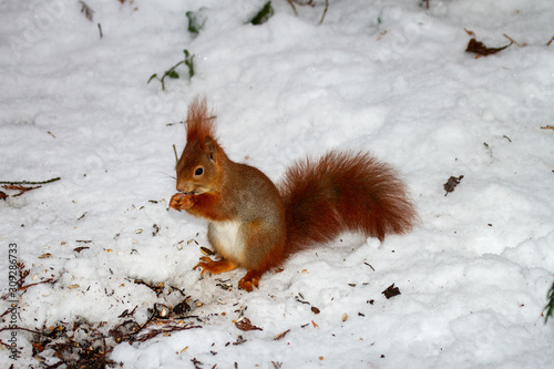 Squirrel foraging for food in winter