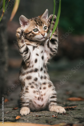 Bengal Kitten upset