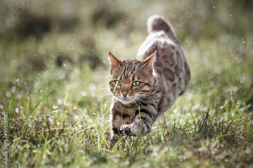 Bengal Cat running in wet Meadow