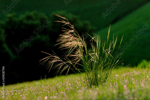 Photo Tall grass on green hillside